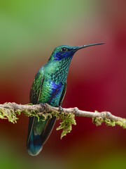 Obraz premium Sparkling Violetear Hummingbird on a mossy branch against green and red background