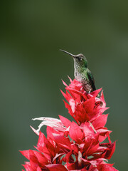 Obraz premium Many-spotted Hummingbird on red flower against green background