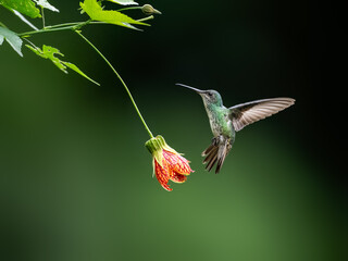Obraz premium Female Golden-tailed Sapphire Hummingbird in flight collecting nectar from a red and yellow flower against green background