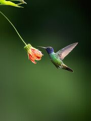 Obraz premium Golden-tailed Sapphire Hummingbird in flight collecting nectar from a red and yellow flower against green background