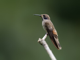 Obraz premium Brown Violetear Hummingbird on stick against green background