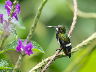 Obraz premium Wire-crested Thorntail Hummingbirds on a plant stem on green background