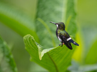 Obraz premium Wire-crested Thorntail Hummingbirds on a green leaf on green background