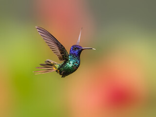 Golden-tailed Sapphire Hummingbird  in flight on green background