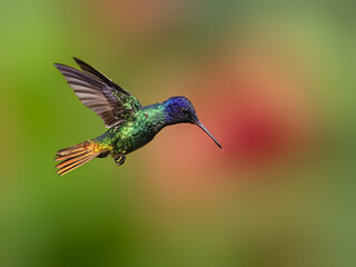 Golden-tailed Sapphire Hummingbird in flight