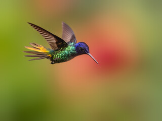 Obraz premium Golden-tailed Sapphire Hummingbird in flight