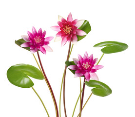 Pink lotus flowers with long stems isolated on white