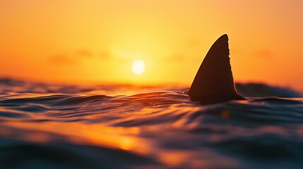 Shark Fin Silhouette at Sunrise