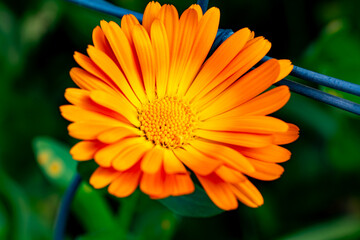 Orange flower