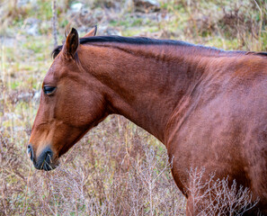Fototapeta premium Brown horse profile