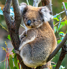 Koala looking at camera