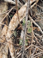 Insecto 