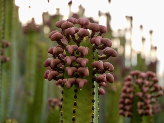 The Canary Island spurge, Hercules club or in Spanish cardón (Euphorbia canariensis)  is a...