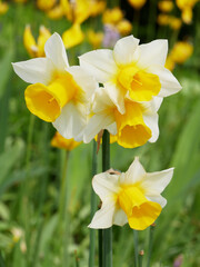Long, golden yellow trumpet with ivory-coloured petals of the Golden Echo narcissus flower. Sunny...