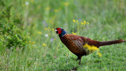 Wilder Pfau Fasan Vogel mit bunt brauen Federn kurz vor Pfingsten froh auf grüner Naturwiese.