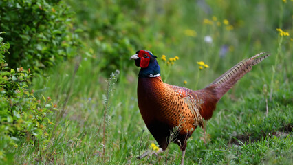 Wilder Pfau Fasan Vogel mit bunt brauen Federn kurz vor Pfingsten froh auf grüner Naturwiese.