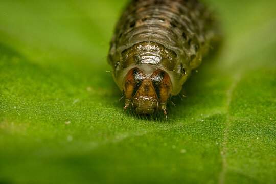 Close-up of a black cutworm on a green leaf
