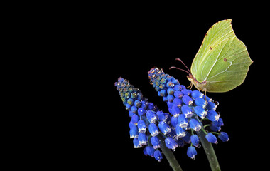 bright yellow butterfly on blue Muscari flowers isolated on black. copy space