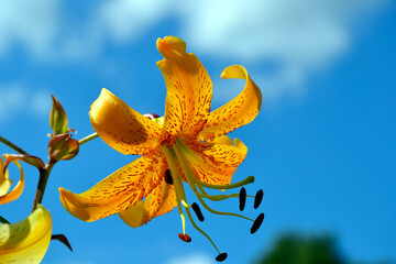 Lilium flowering plant. Yellow lily flower. Blue sky background