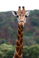 Intimate portrait of a giraffe with a lush wooded hillside in the background.