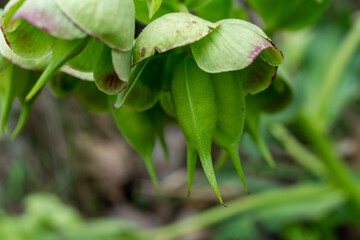 FLORES DE COLOR VERDE. PLANTA HELLEBORUS.