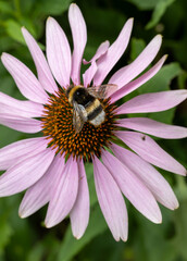 FLOR DE LARGOS PÉTALOS. COLOR ROSA. EQUINÁCEA.