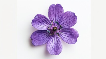 Obraz premium Purple flower isolated on white background