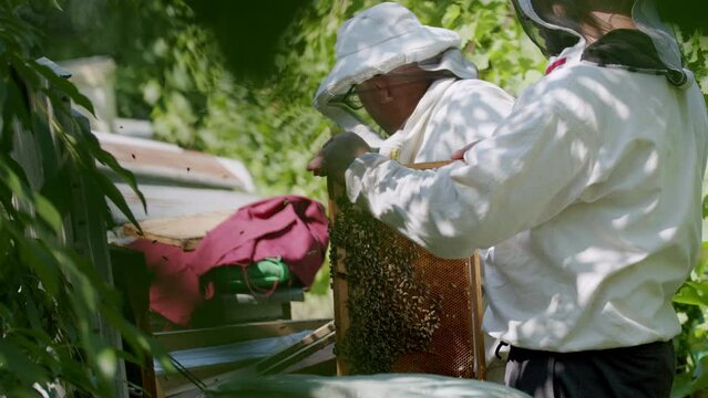 Tranquil apiary beekeepers uniform skillfully collect honey from combs timeless practice of beekeeping. Apiary represents harmonious coexistence between humanity and nature beekeepers nature's bounty.