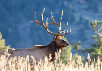 Bull Elk in Rocky Mountain National Park