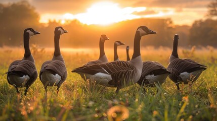 Geese Grazing in the Field