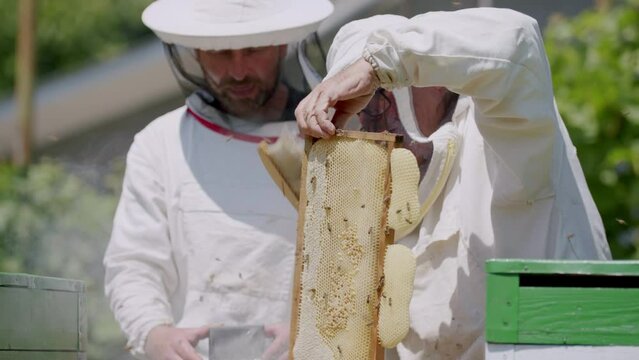 Hum of bees beekeepers special attire tend hives carefully harvesting honey from comb. Apiary tradition beekeeping skilled hands work in harmony with nature to produce golden elixir known as honey.