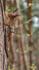 A forest squirrel runs and jumps through the trees in search of food