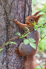 Fototapeta premium A forest squirrel runs and jumps through the trees in search of food