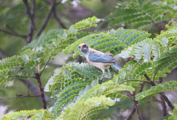 The burnished-buff tanager (Stilpnia cayana), also known as the rufous-crowned tanager, is a common South American species of bird in the family Thraupidae. This photo was taken in Colombia.