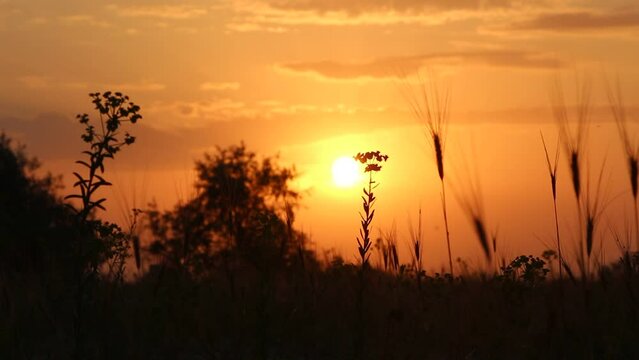 A red sky and the sun in olive trees. The golden hour of the sunrise seclusion of early morning. Beautiful summer dawn meditation. Melody of the southern tropic desert morning. Kinburn, Ukraine.	