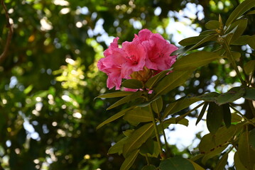 Rhododendron flowers. Ericaceae evergreen shrub. Blooms pink, white, or red flowers in early...