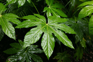 big green leaf tropical forest in rainy day