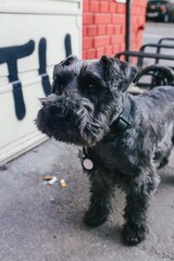 Small black dog in the street 