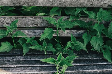 nettle by the bench
