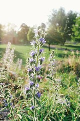 flowers in the field in a sunlight 