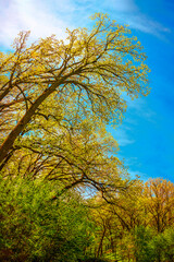Tall Oak Trees and Lush Foliage in Sioux Falls, South Dakota, USA
