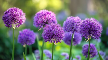 Flowers of Allium blooming in the garden
