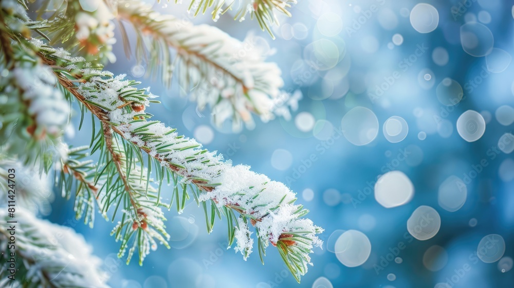 Wall mural Snow on spruce tree branches viewed up close