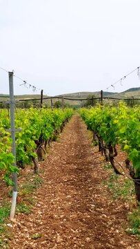 Walking in wineyard between grape rows. Steadycam steadicam camera motion. Crete island, Greece