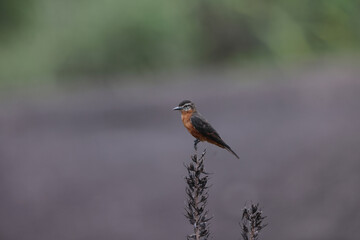 The cliff flycatcher (Hirundinea ferruginea sclateri) is a species of bird in the tyrant flycatcher family, Tyrannidae. This photo was taken in Colombia.