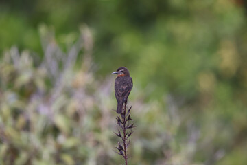 The cliff flycatcher (Hirundinea ferruginea sclateri) is a species of bird in the tyrant flycatcher family, Tyrannidae. This photo was taken in Colombia.