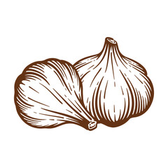 Garlic hand drawn illustration. Garlic vector line art