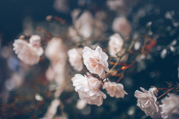 Garden pink Roses. Branches with blooming pink roses.