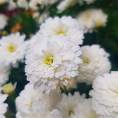 White and yellow flowers nature