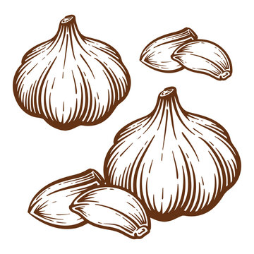 Garlic hand drawn illustration set. Garlic vector line art collection